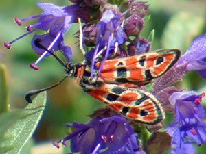 A poor shot of the exquisite Red-collared Burnet - Zygaena fausta © John Muddeman